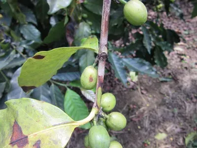 Coffee anthracnose