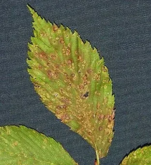 Sydowiellaceae