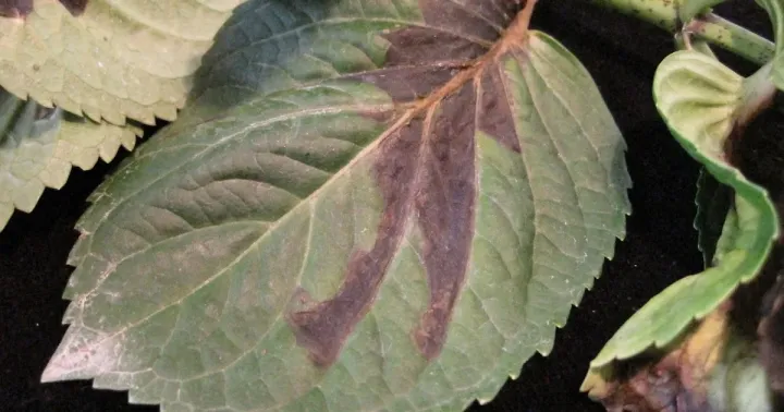 Acidovorax facilis