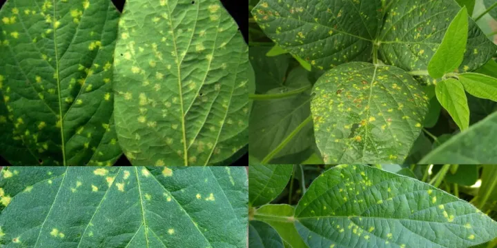 Ramulariopsis leaf spot