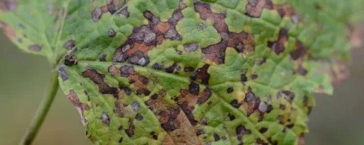 Drepanopeziza leaf spot