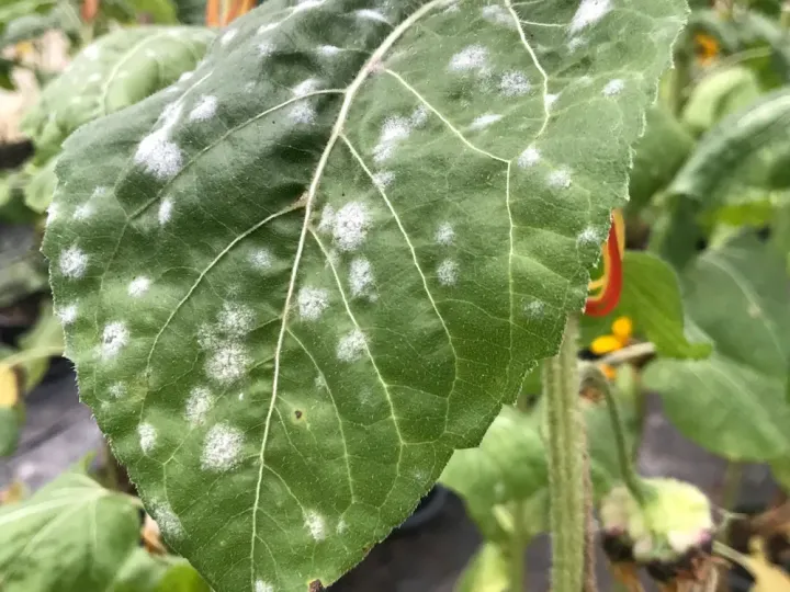 Sunflower powdery mildew