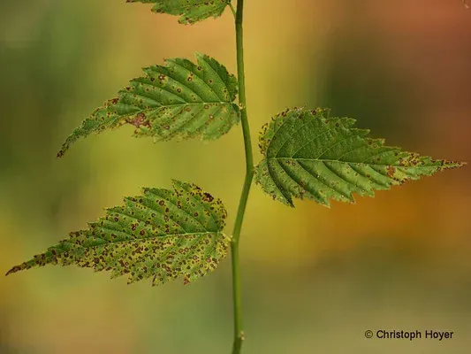 Blumeriella kerriae