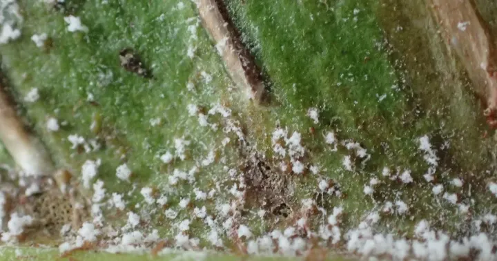 Hart's tongue fern rust