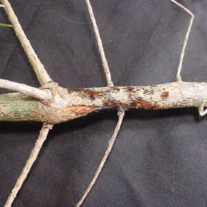Grovesiella