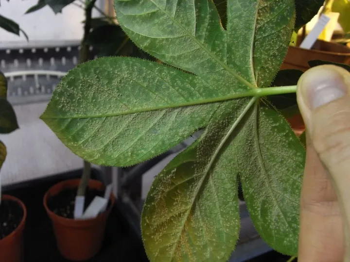 Jatropha rust