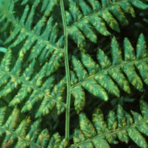 Fern rust