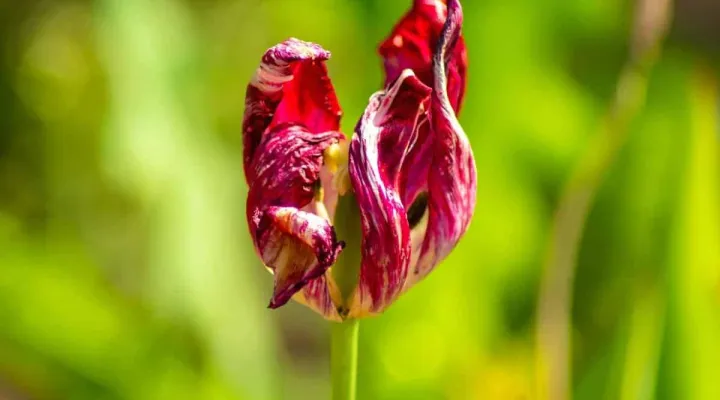 Tulip breaking