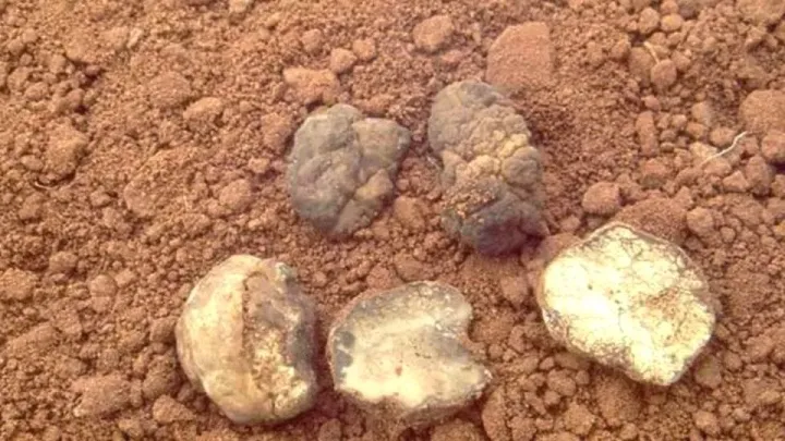 Tuber oligospermum