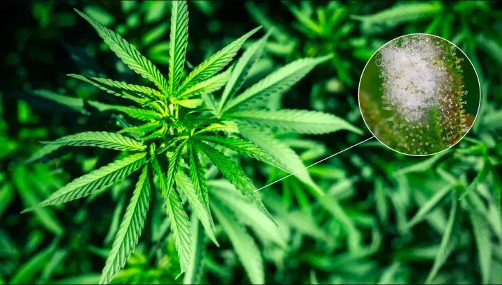 Hemp powdery mildew