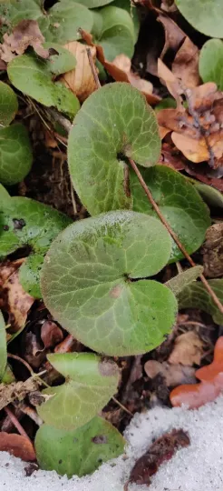 European wild ginger