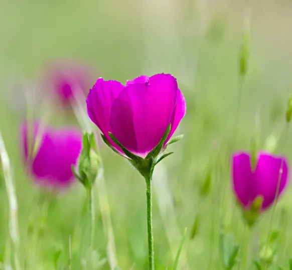Callirhoe