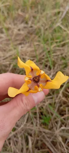 Cypella