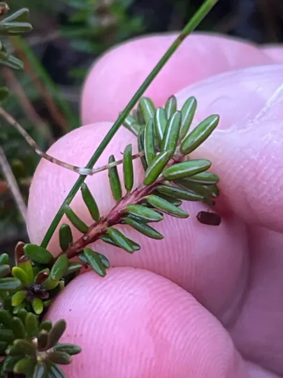 Crowberry