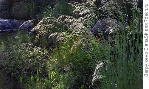 Oatgrass