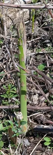 Asparagus