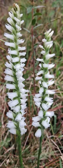 Nodding lady's tresses