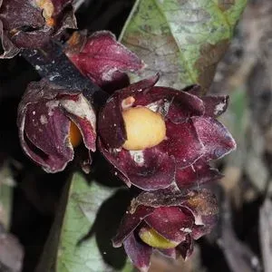 Tupistra