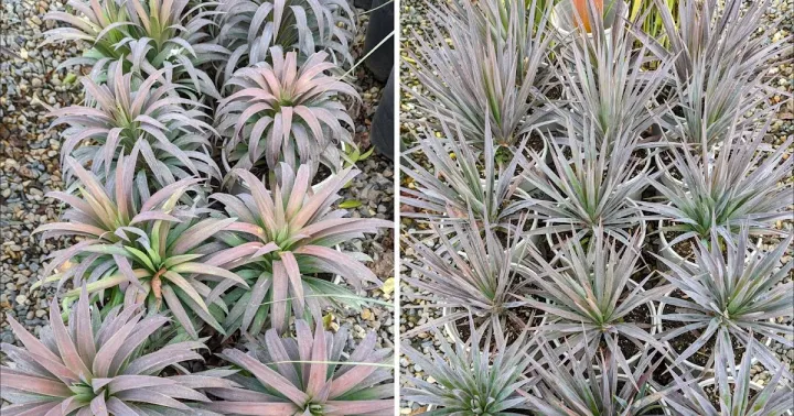 Yucca desmetiana