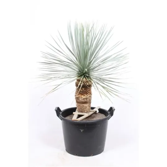 Beaked yucca