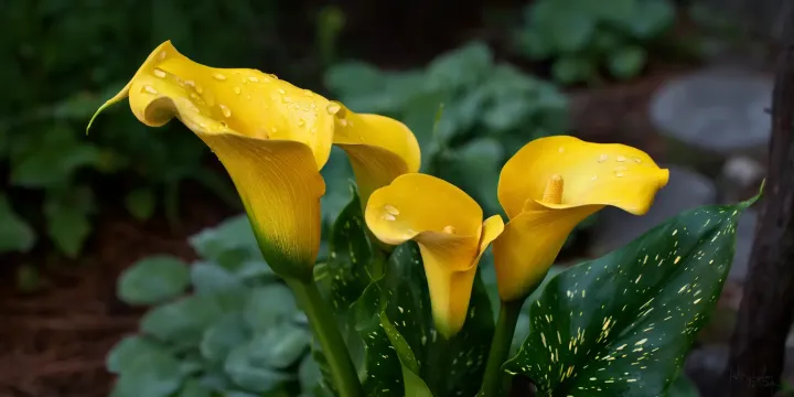 Zantedeschia elliottiana