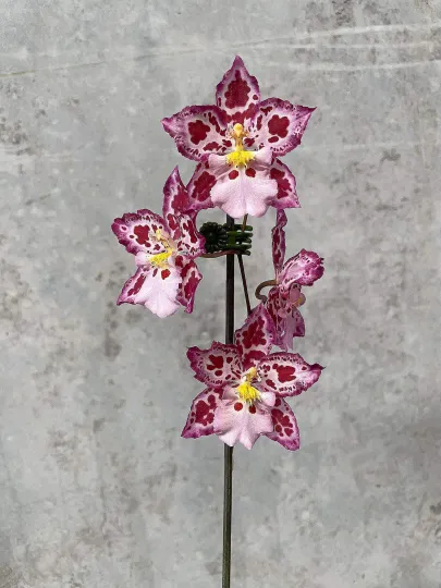 Zelglossoda