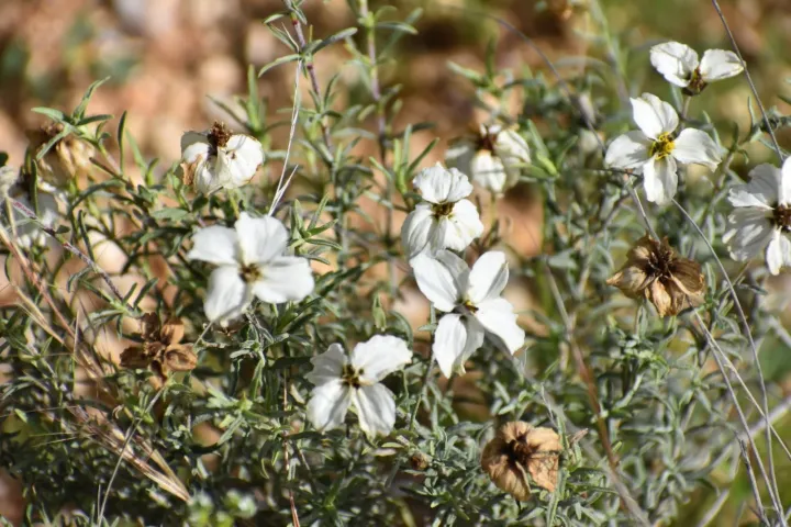 Desert zinnia