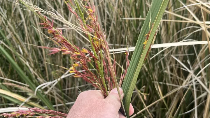 Manchurian wild rice