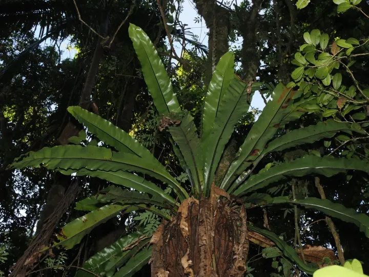 Asplenium australasicum