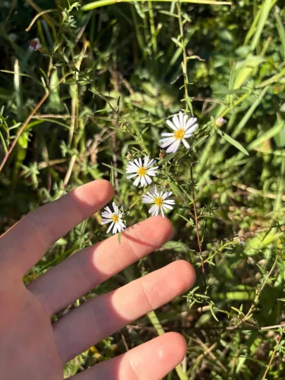 Bushy aster