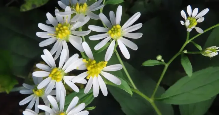 Aster pseudoglehnii