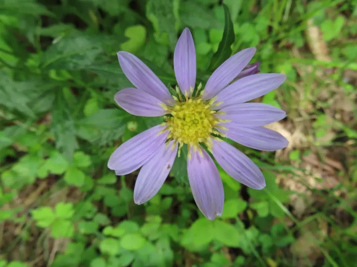 Aster savatieri