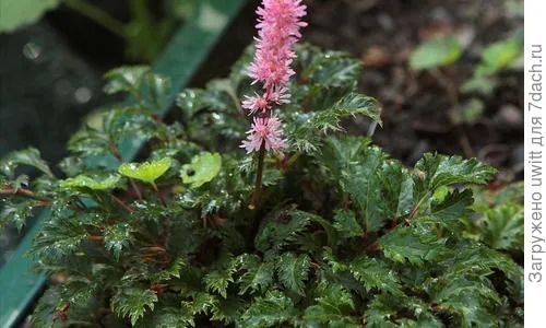 Astilbe crispa