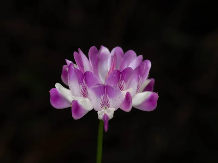 Chinese milkvetch