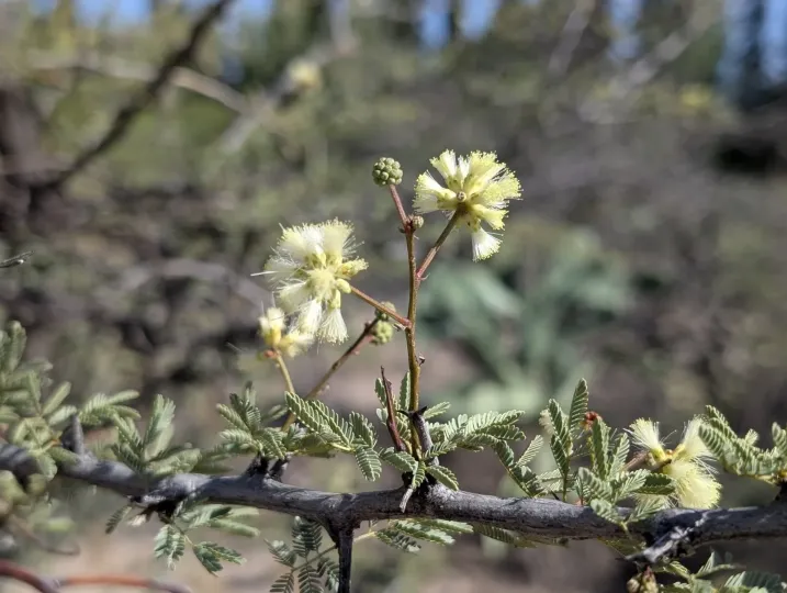 Senegalia gilliesii
