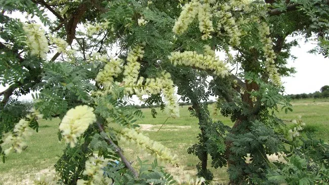 Сенегалія весела