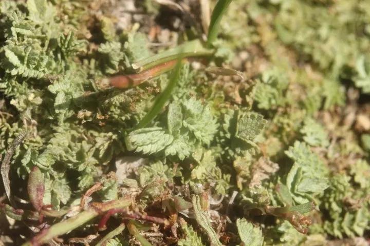Acaena buchananii