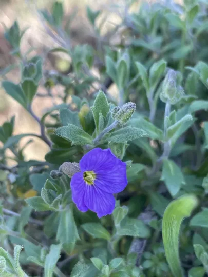 Aubrieta deltoidea