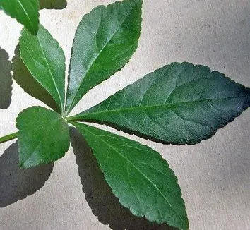 Eleutherococcus giraldii
