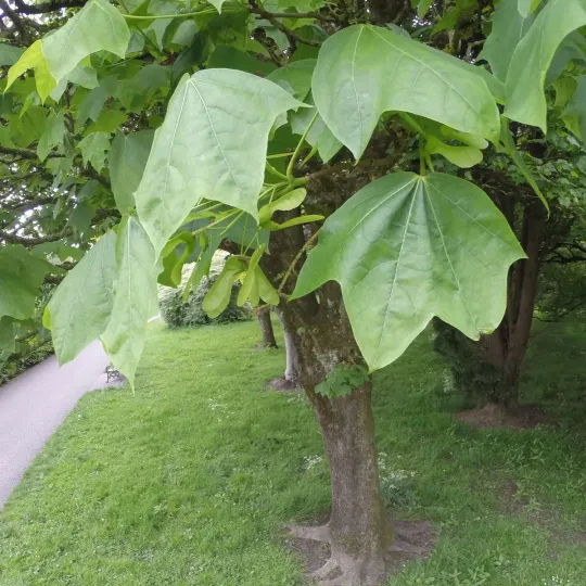 Клён Дика