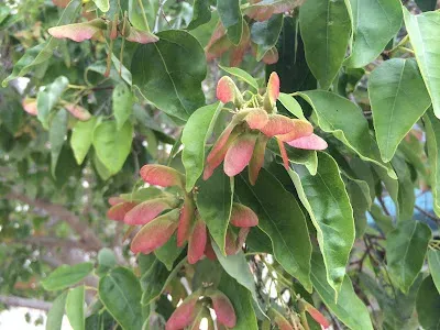 Acer paxii