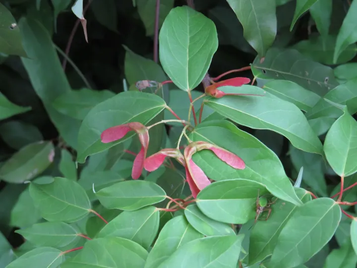 Chinese evergreen maple
