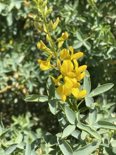 Adenocarpus anagyrifolius