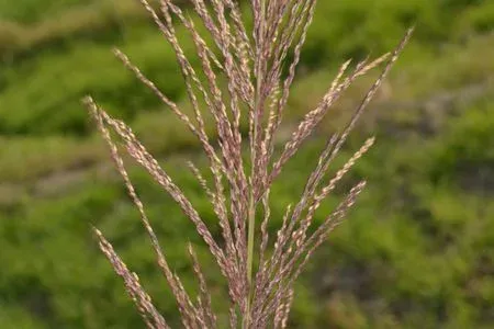 Arundinella berteroniana
