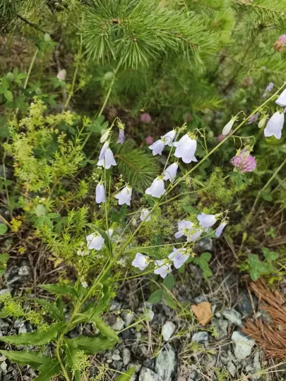 Adenophora liliifolia