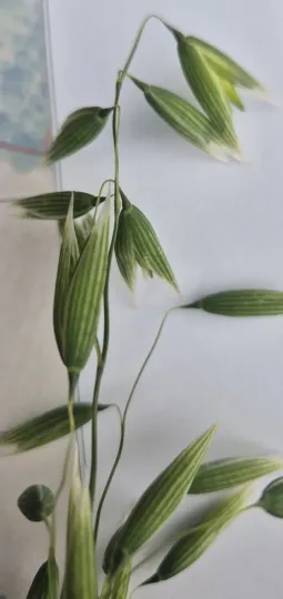 Common oat