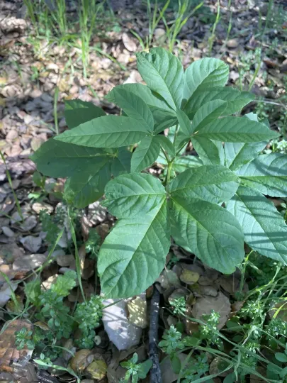 Aesculus californica