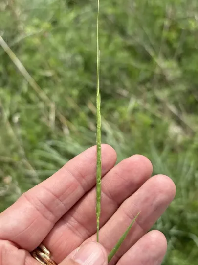 Jointed goatgrass