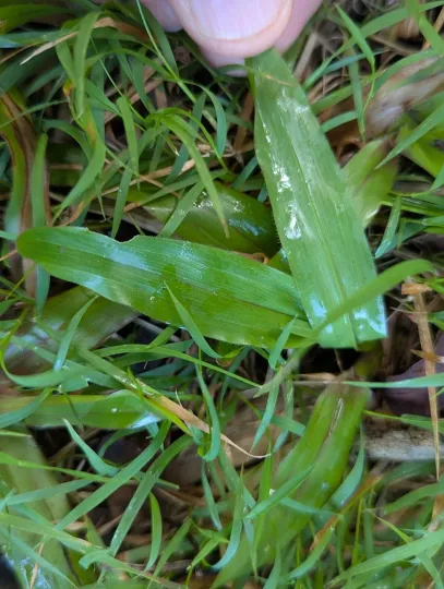 Broadleaf carpet grass