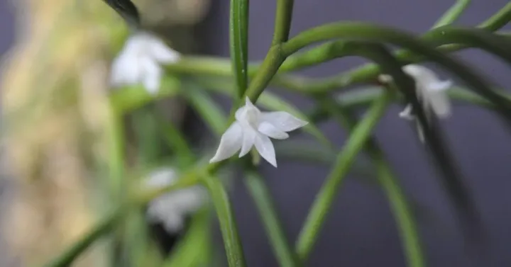 Angraecum subulatum